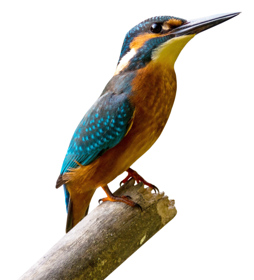 Kingfisher Download Image Free Download PNG HD PNG Image