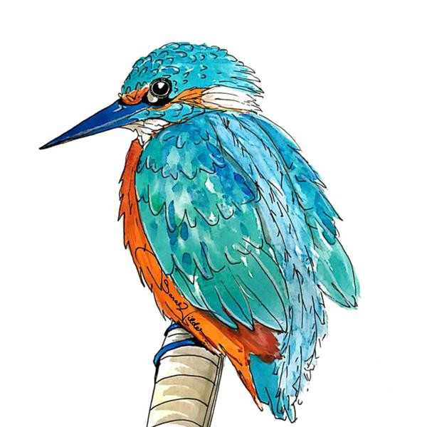 Download Kingfisher Picture HQ Image Free PNG HQ PNG Image | FreePNGImg