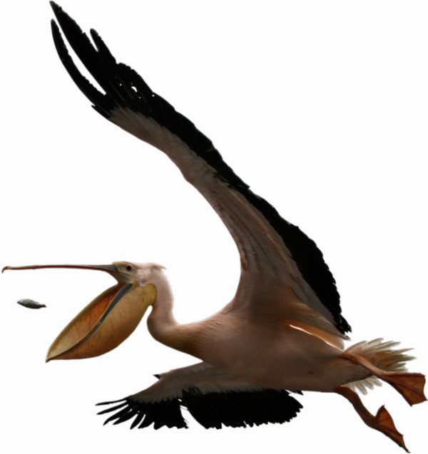 Pelican Free Download Image PNG Image