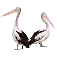 Pelican Free Clipart HD PNG
