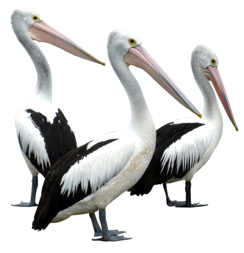 Pelican Images Free Photo PNG PNG Image