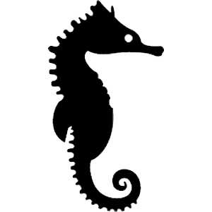 Seahorse Picture PNG Image