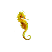 Seahorse Png Picture Transparent HQ PNG Download | FreePNGImg