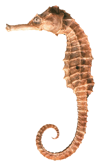 Seahorse Png Clipart PNG Image