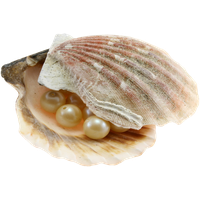 Seashell PNG