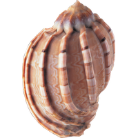 Seashell PNG