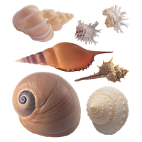 Seashell PNG