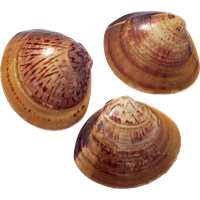 Seashell PNG