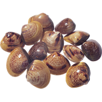 Seashell PNG