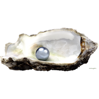 Seashell PNG