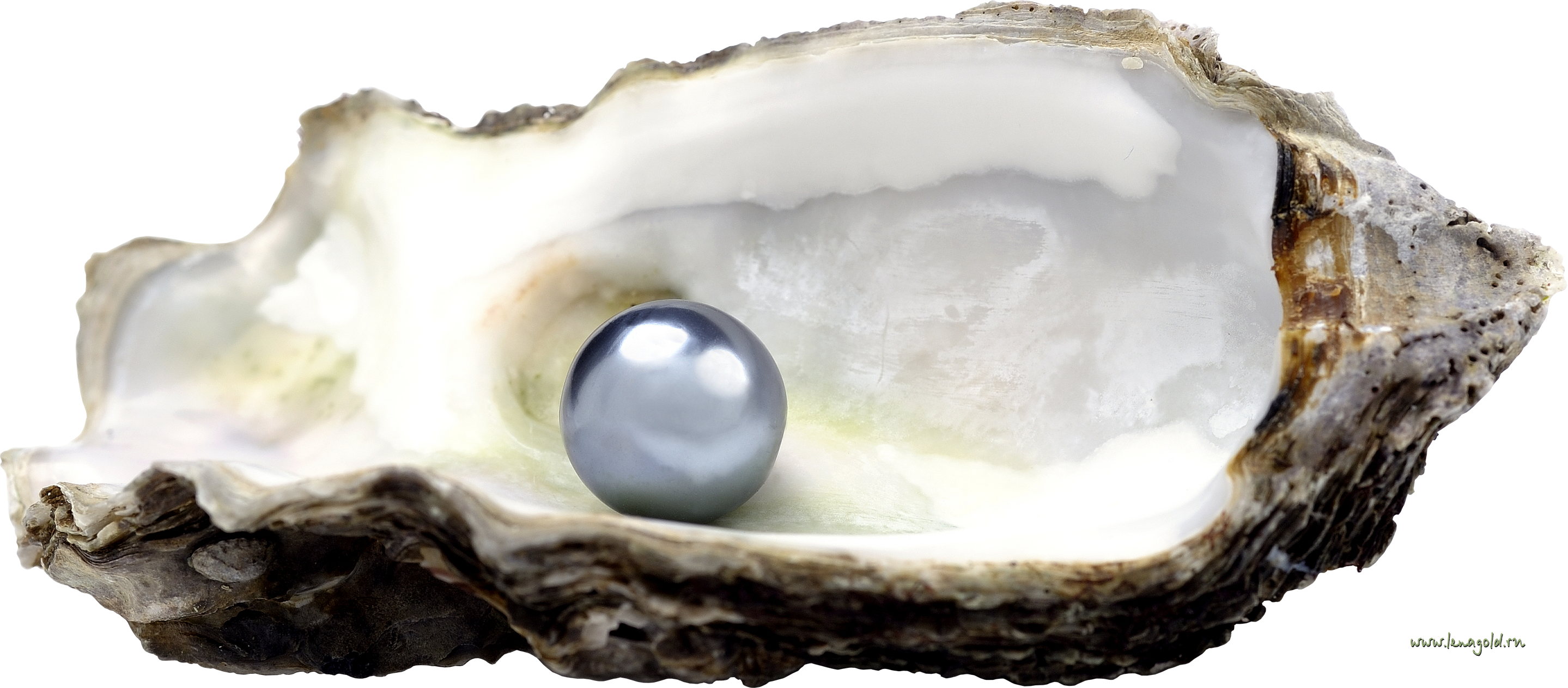 Seashell Transparent PNG Image