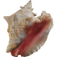 Seashell PNG