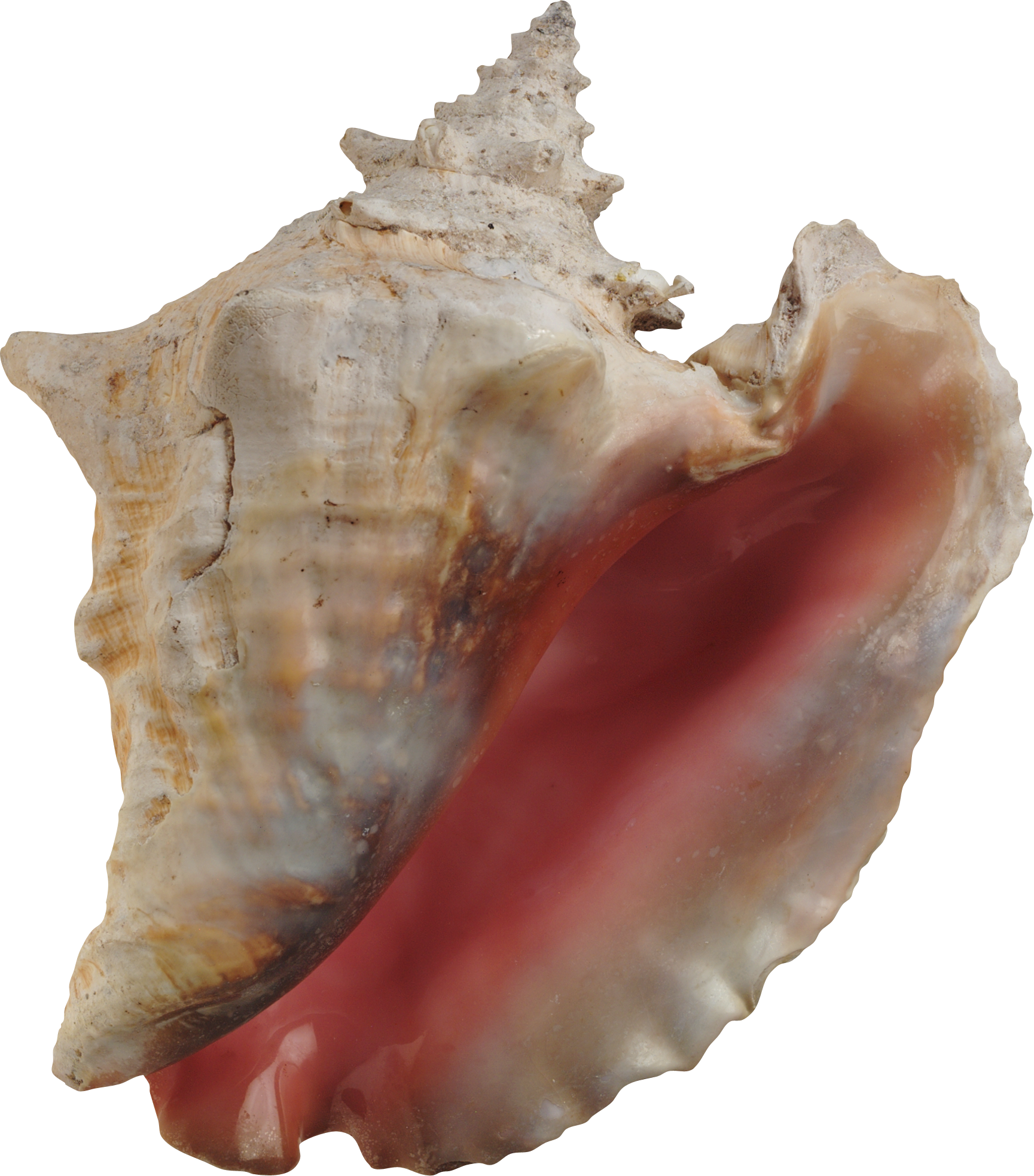 Seashell Transparent PNG Image