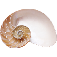 Seashell PNG