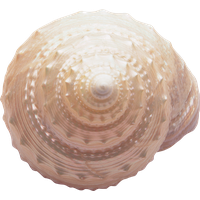 Seashell PNG
