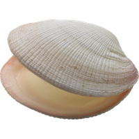 Seashell PNG