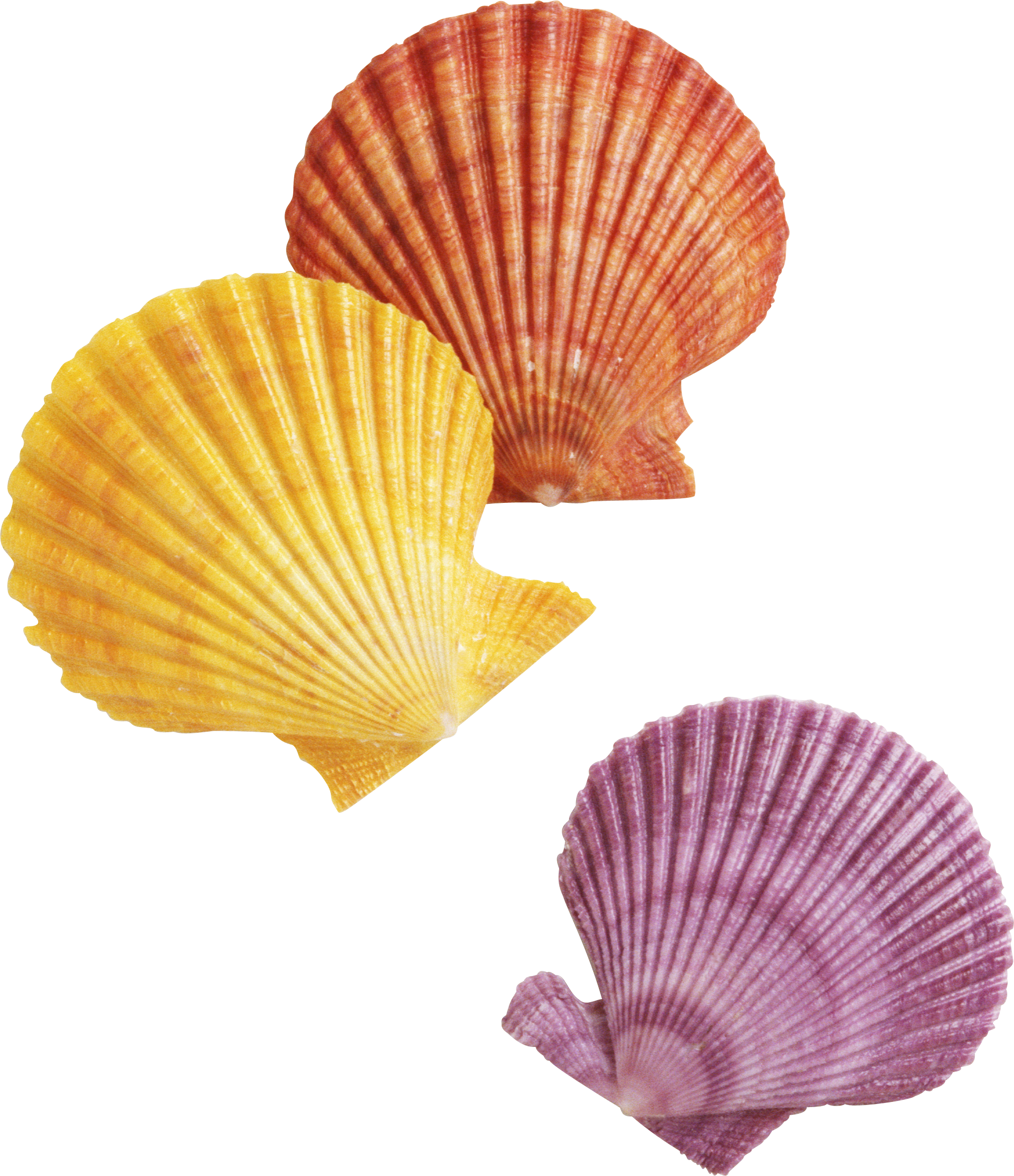 Seashell Transparent PNG Image