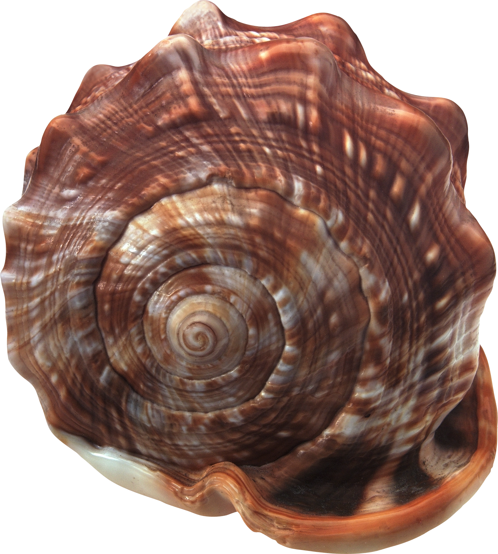 Seashell Transparent PNG Image