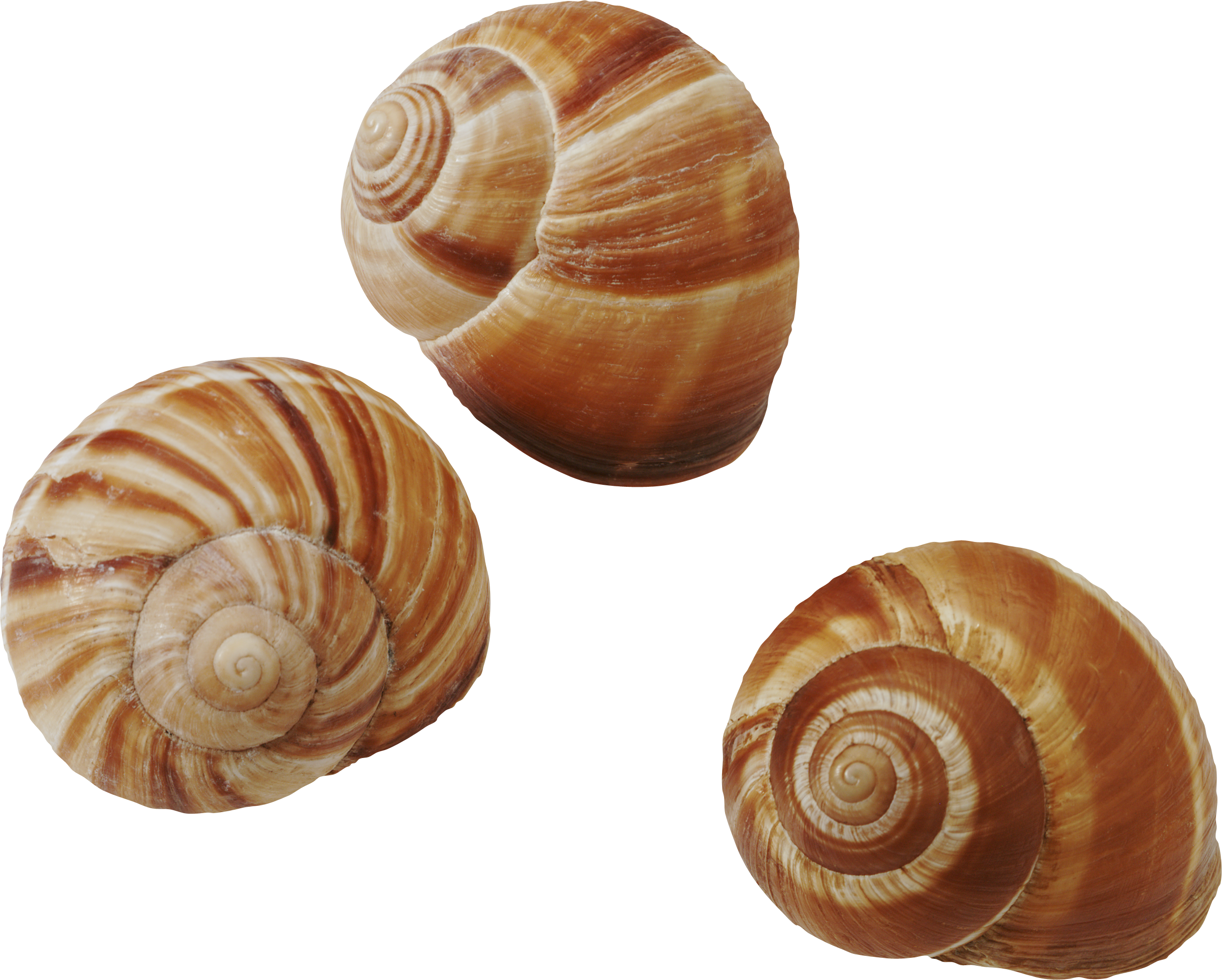 Seashell Transparent PNG Image
