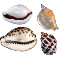 Seashell Transparent PNG Image