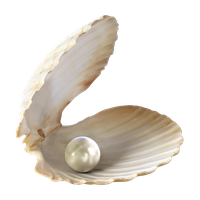 Seashell PNG