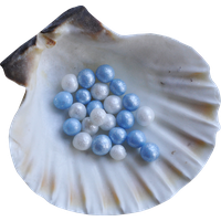Seashell Transparent PNG Image