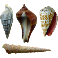 Seashell PNG