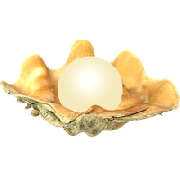 Seashell Transparent PNG Image