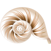 Seashell Transparent PNG Image