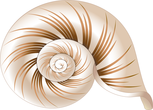 Seashell Transparent PNG Image