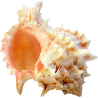 Seashell Transparent PNG Image