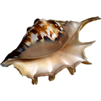 Seashell Transparent PNG Image