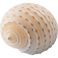 Seashell Transparent PNG Image