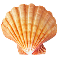 Seashell PNG
