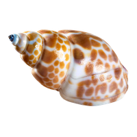 Seashell PNG