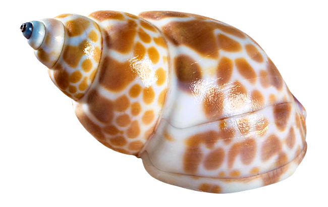 Seashell Transparent PNG Image