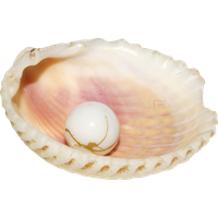 Seashell PNG