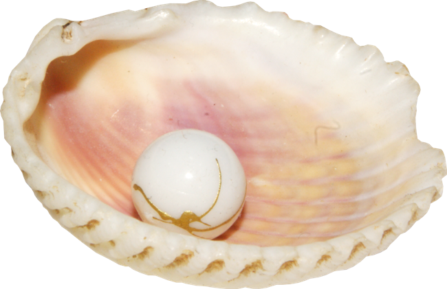 Seashell Transparent PNG Image