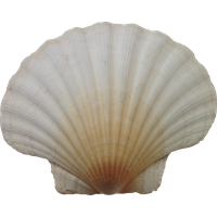 Seashell PNG