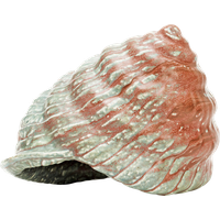 Seashell PNG