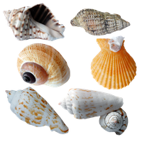 Seashell PNG