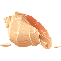 Seashell PNG
