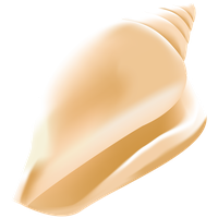 Seashell PNG