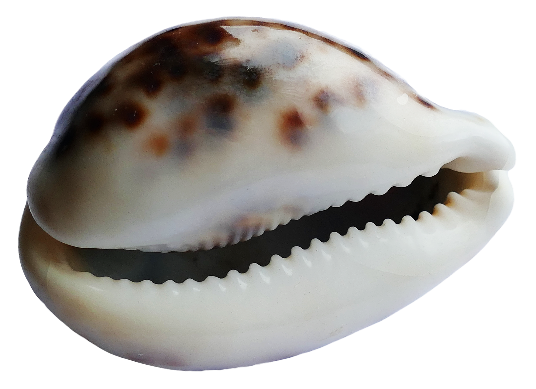 Seashell Transparent PNG Image
