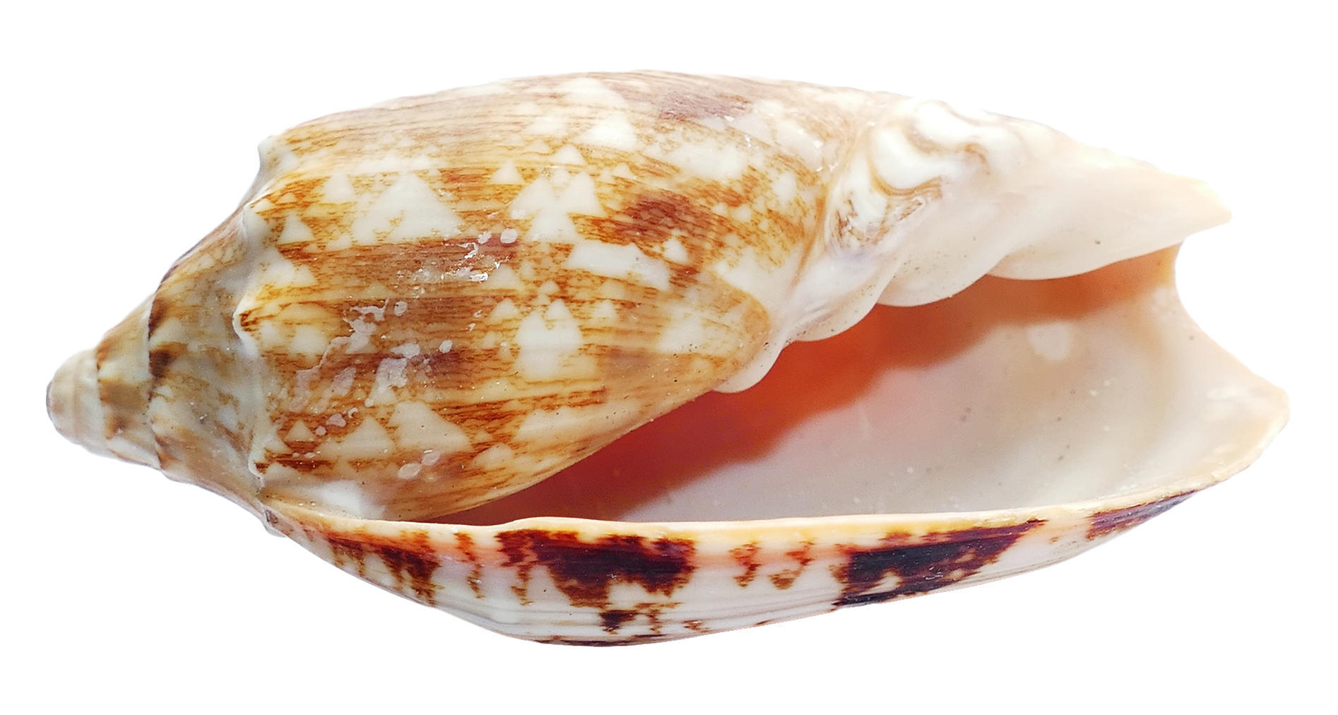 Seashell Transparent PNG Image