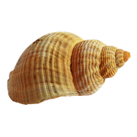 Seashell PNG