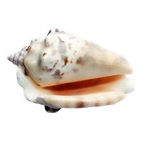 Seashell PNG