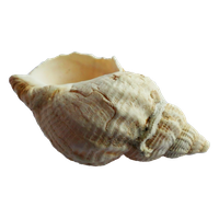 Seashell Transparent PNG Image