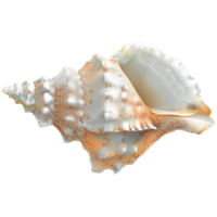 Seashell Transparent PNG Image