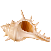 Seashell Transparent PNG Image